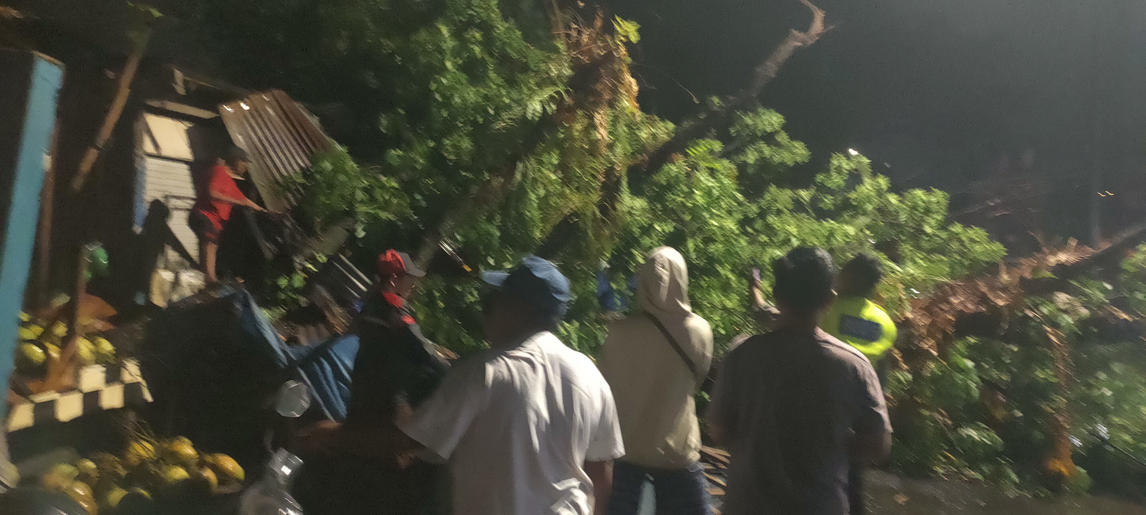 Sebuah pohon besar di Jalan Kanal Lamper Lor Semarang Selatan tumbang, Minggu (22/9/2024) sekitar pukul 23.30 WIB