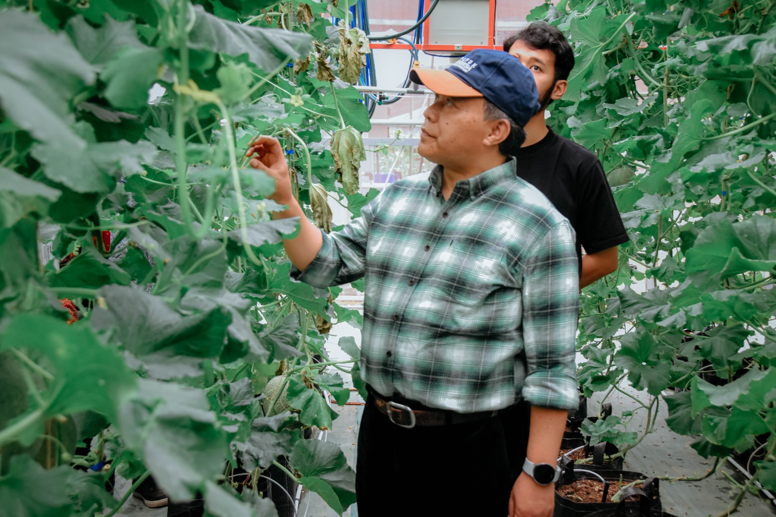Plt Bupati Wonosobo Muhammad Albar mengunjungi smart greenhouse milik petani milenial Dava Akbar di Rojoimo, Wonosobo, Kamis (26/9/2024)