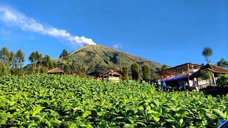Tembakau Temanggung
