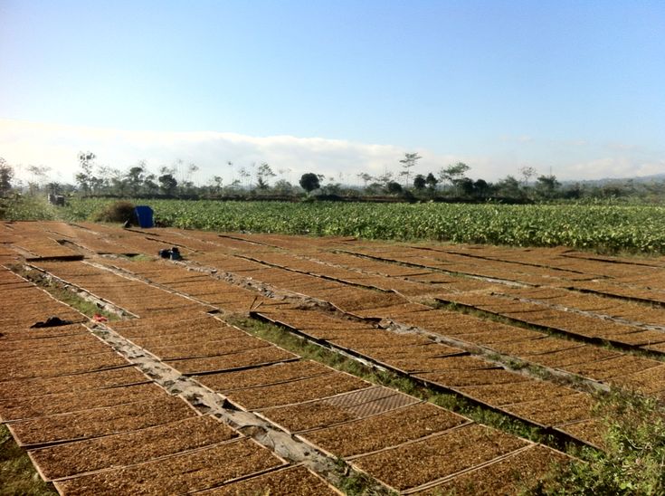 Tembakau kering