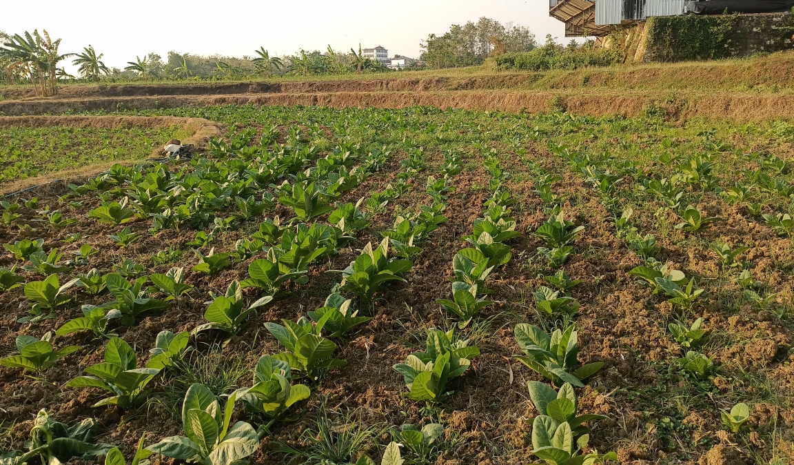 Lahan tembakau