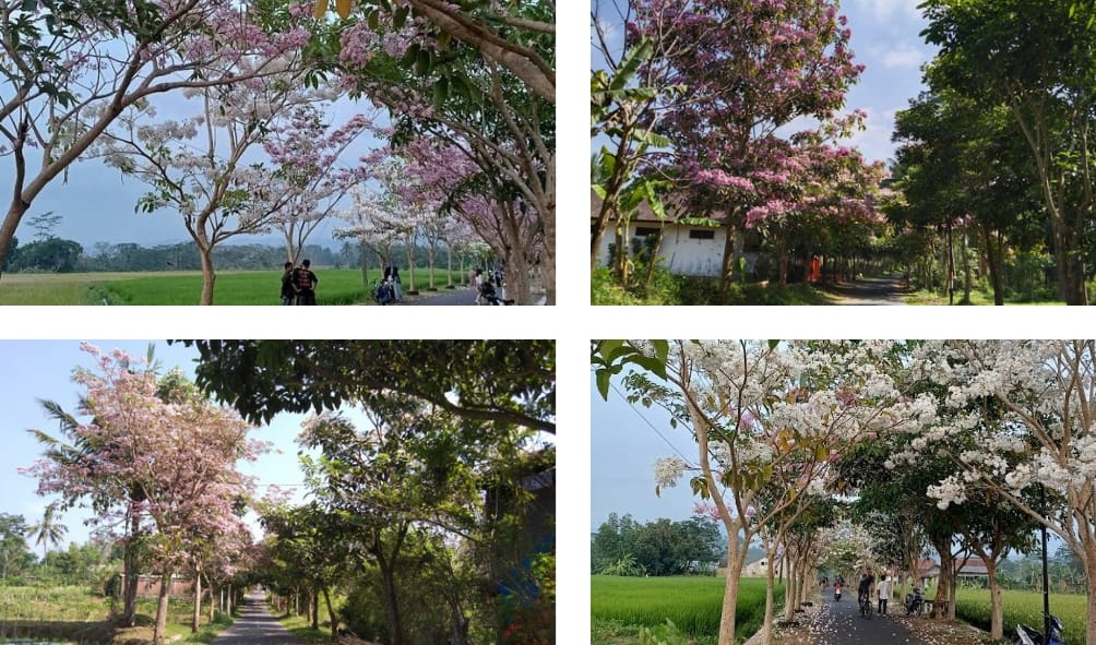 Beberapa Tempat yang Dijadikan Spot Foto Bunga Tabebuya yang ada di Magelang.