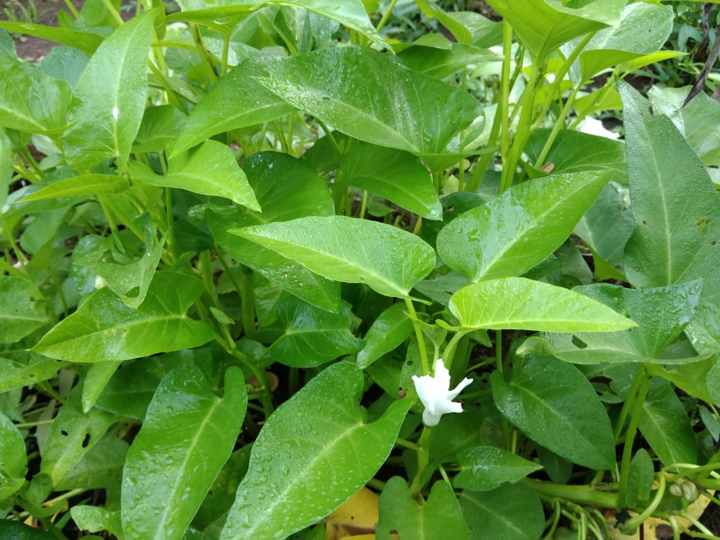 Tanaman kangkung yang sangat subur
