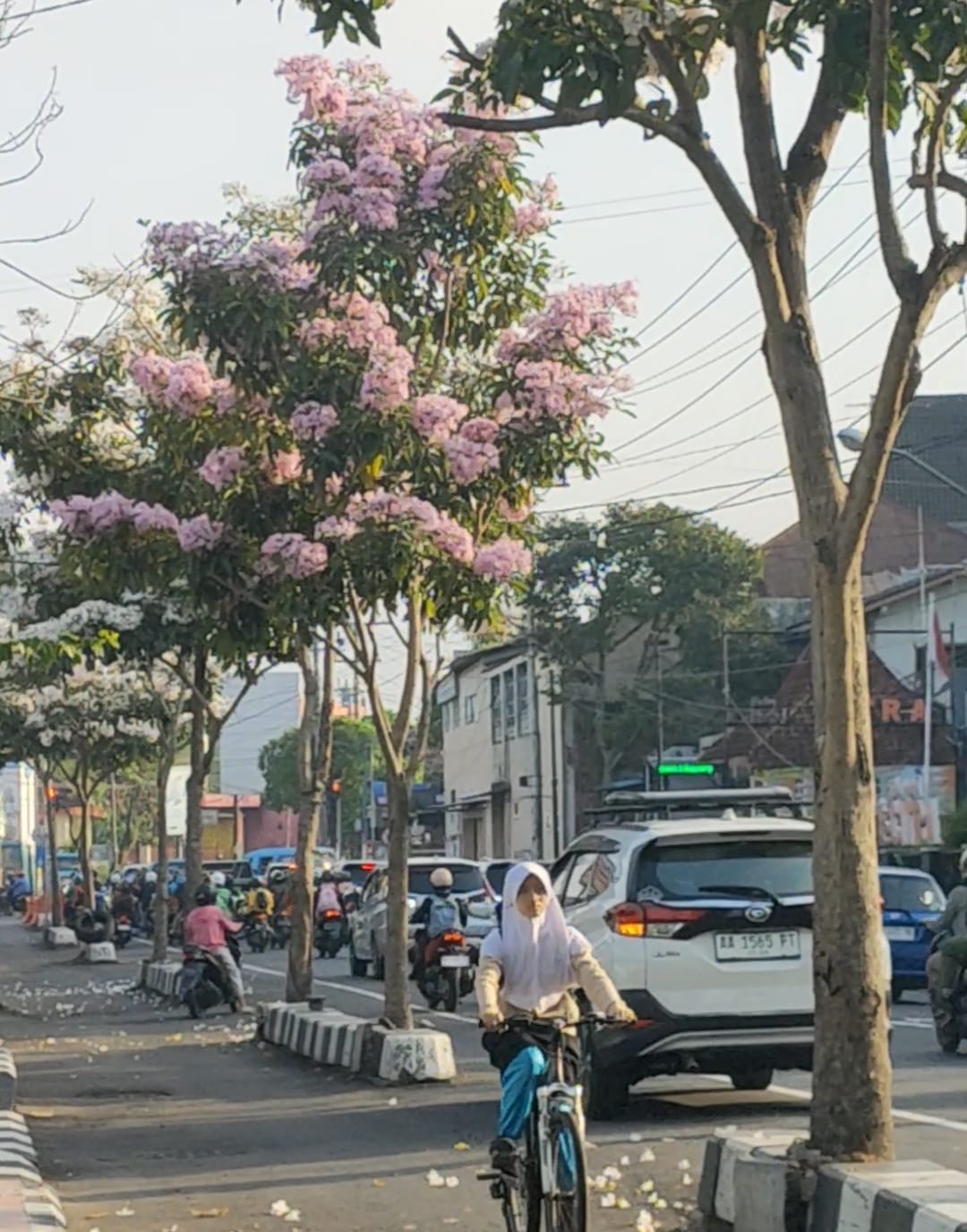 Tabebuya terkenal sebagai pohon peneduh atau pelindung yang memiliki bunga berwarna-warni yang indah. Seperti di Jalan Pahlawan, Kota Magelang ini.
