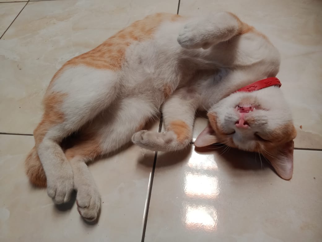 Kucing yang sakit biasanya lebih banyak tidur