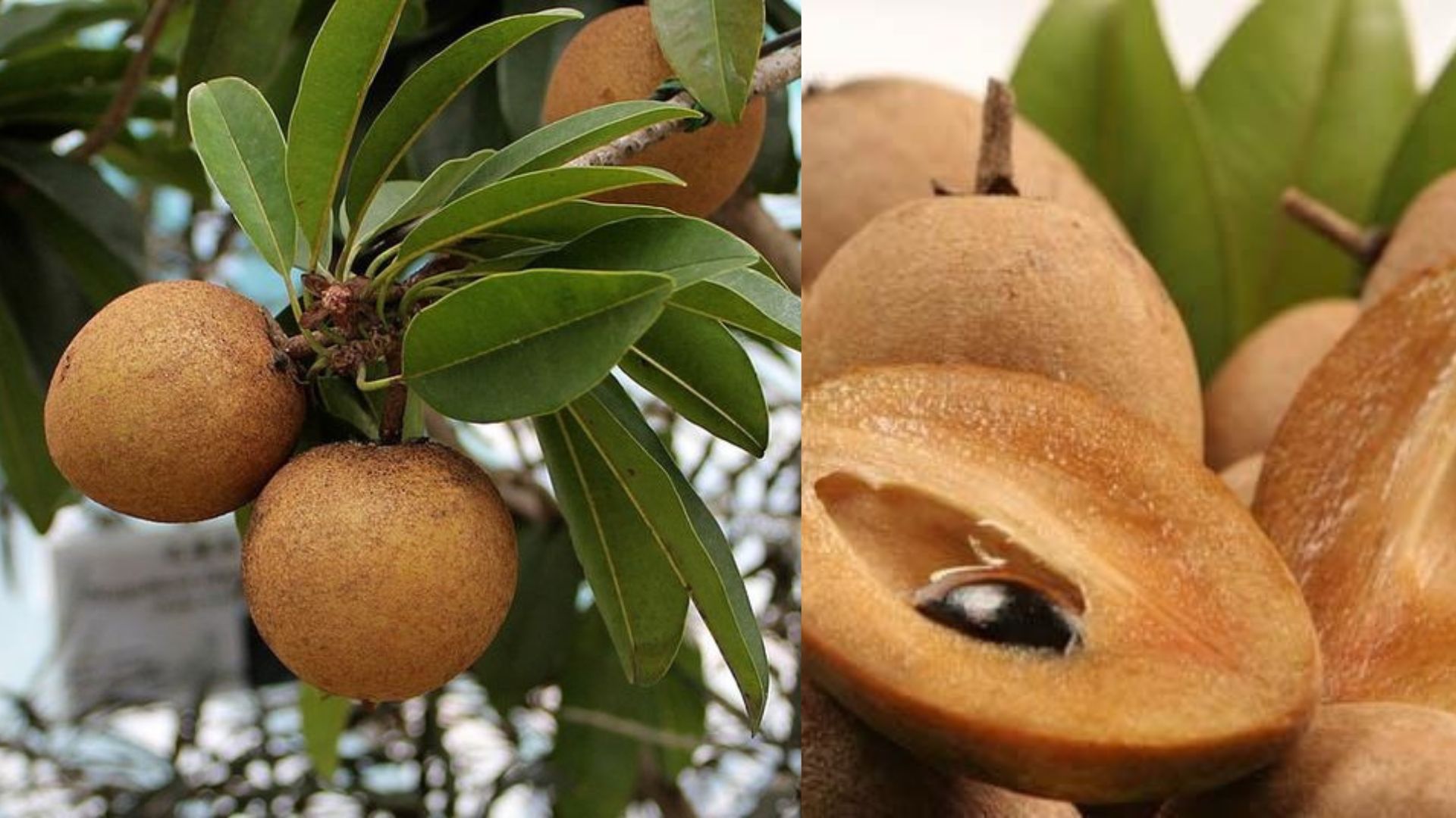 Manfaat buah sawo untuk kesehatan tubuh