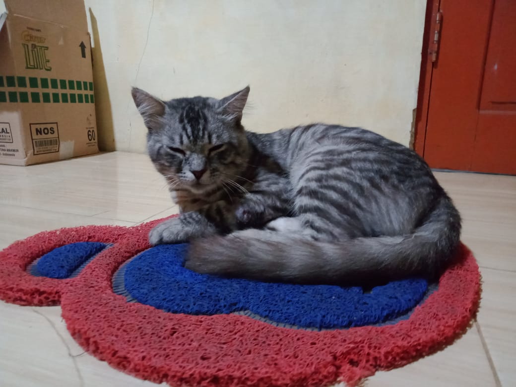 Mengenali tanda tanda kucing yang sedang sakit