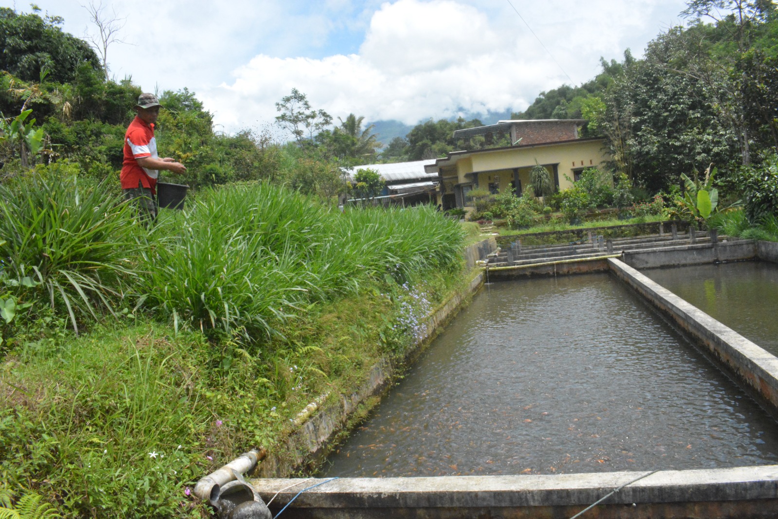 Sertu Sugito memberi pakan ikan di kolam miliknya.