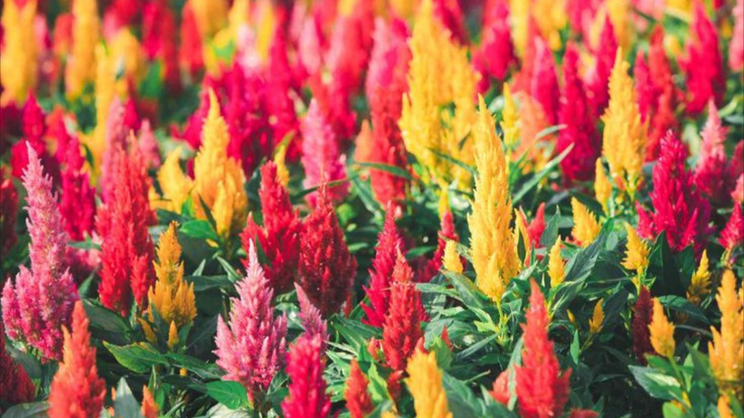 Si cantik Bunga Celosia yang kaya manfaat