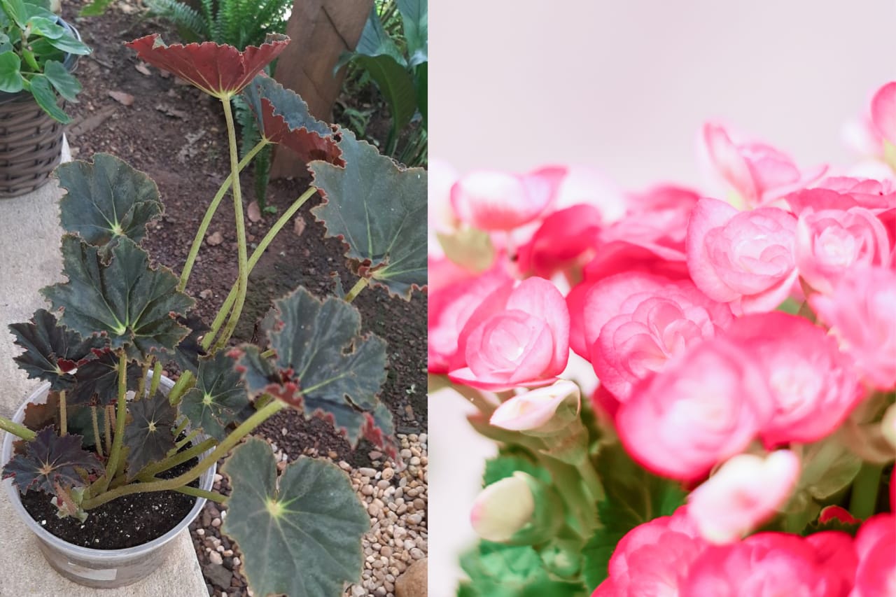 Tanaman begonia bermanfaat untuk kesehatan