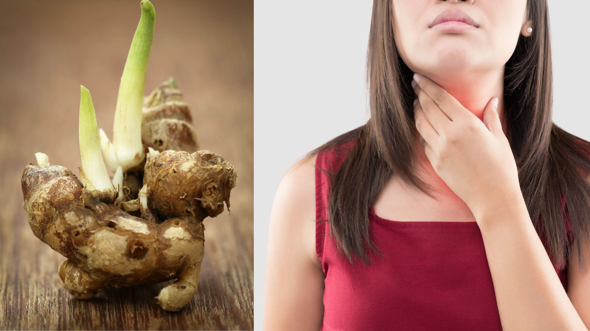 Namun disamping pengobatan atau manfaatnya yang baik untuk masalah tenggorokan, kencur juga memliki ragam manfaat untuk kesehatan tubuh