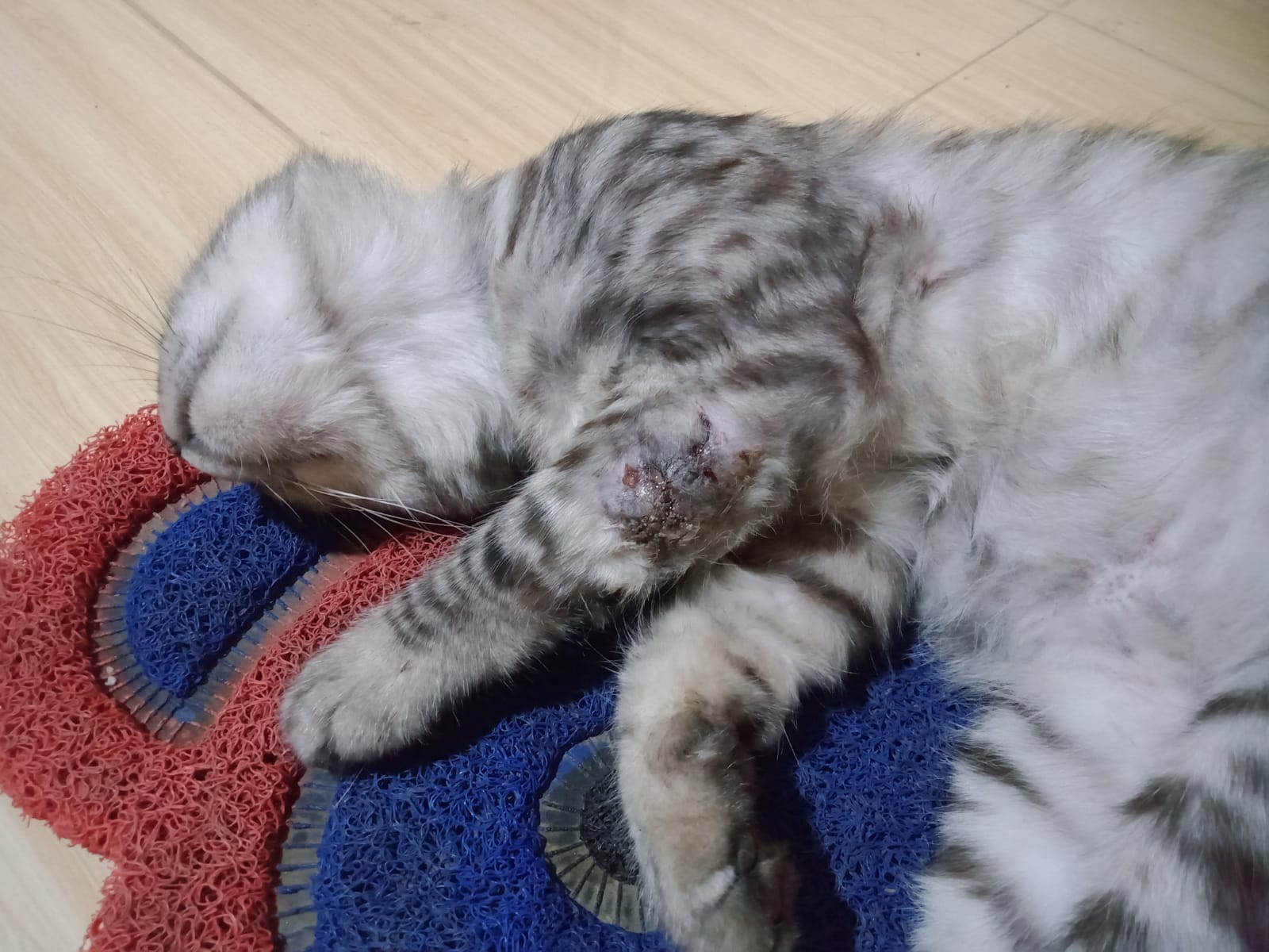 Cara tepat mengobati luka pada kucing