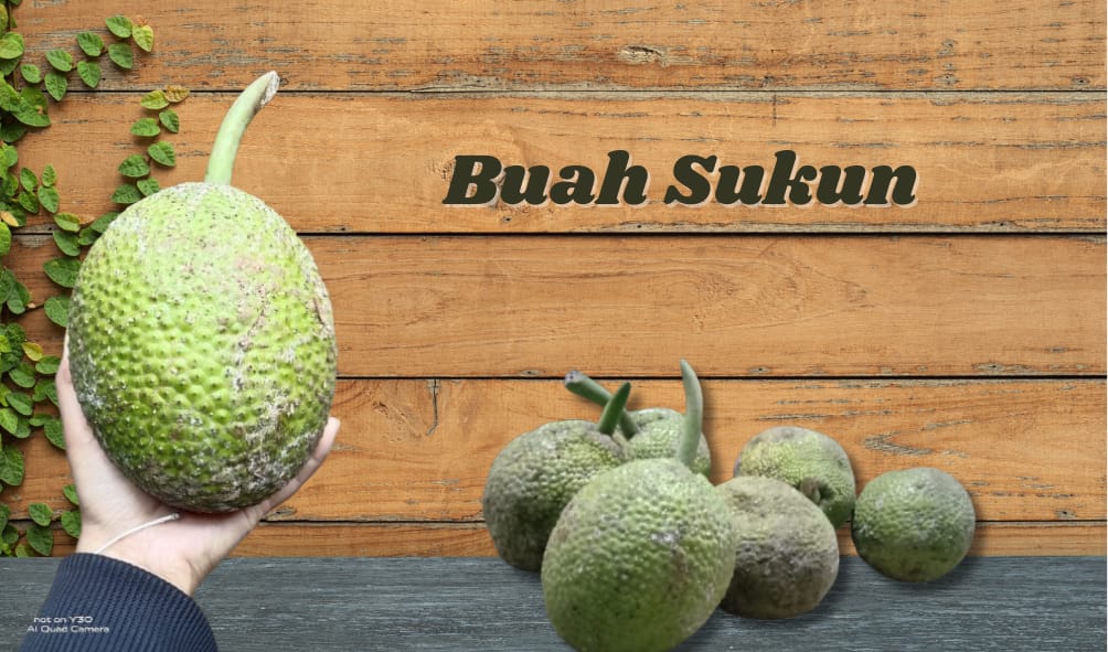 Buah sukun memiliki daging berwarna putih yang tak memiliki biji, buah sukun bisa dijadikan alternatif pengganti nasi dan menyehatkan.