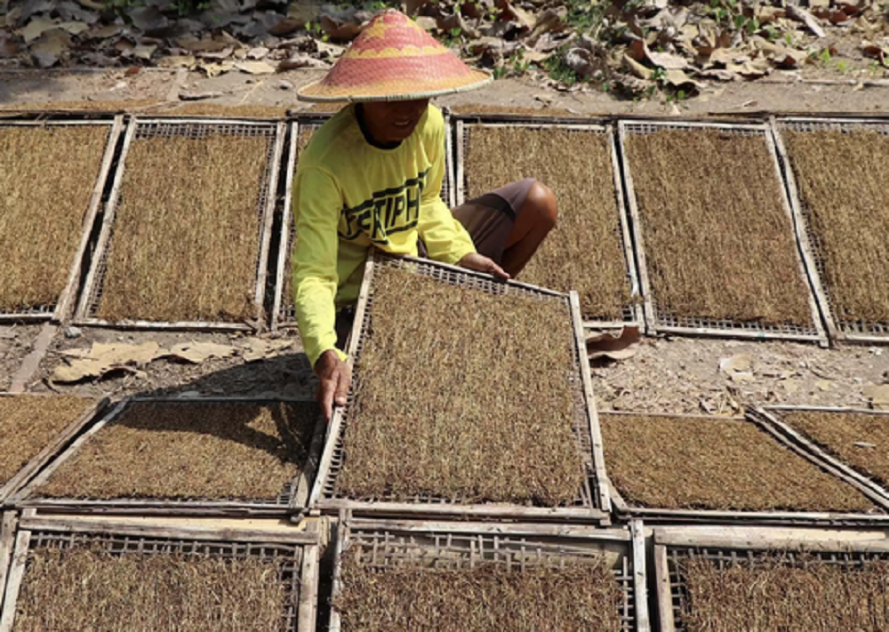 Petani tembakau Tulungagung Jawa Timur meraup berkah dari musim kemarau, karena harga daun tembakau basah capai Rp 120 ribu per kg.