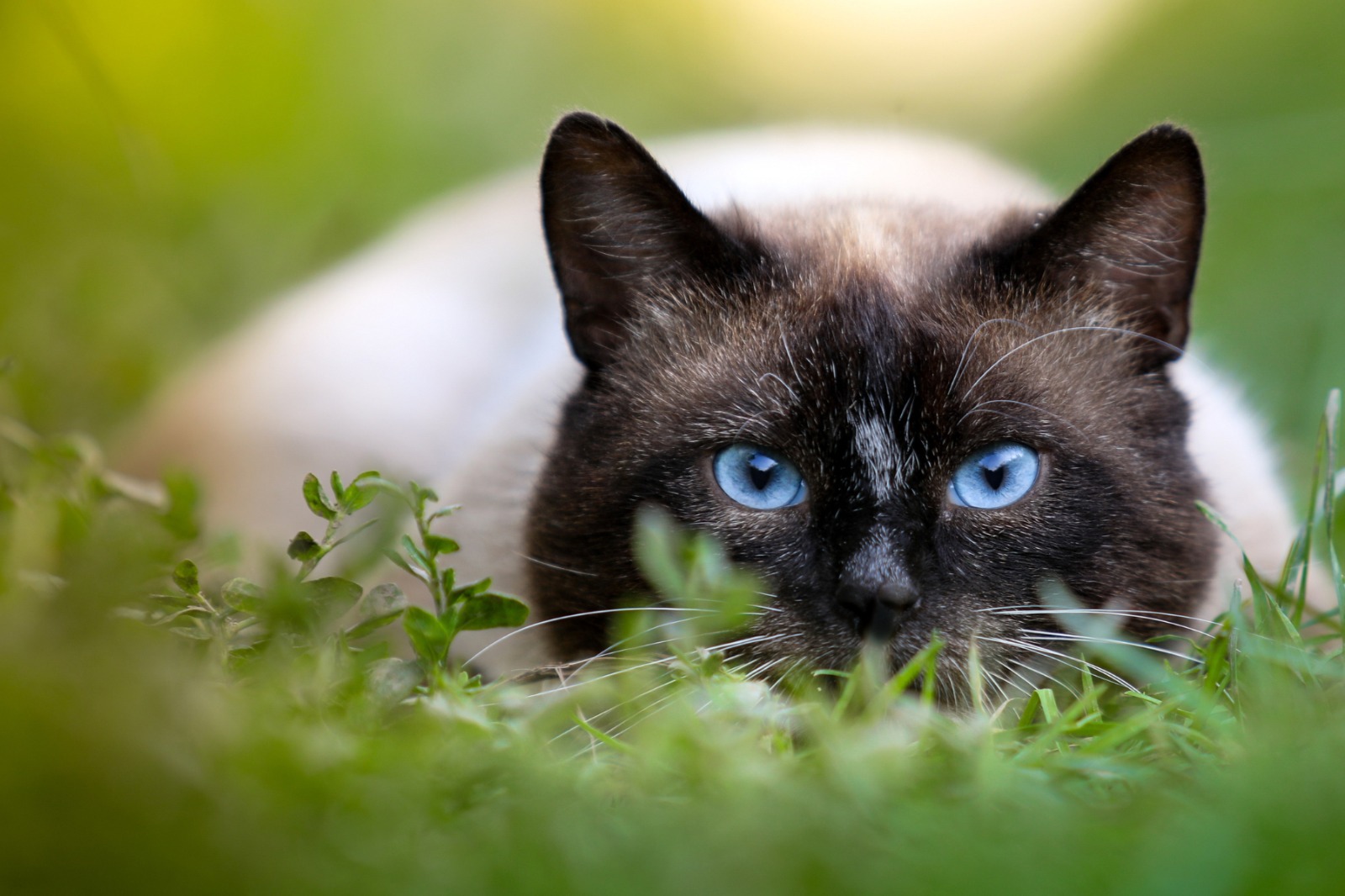 Alasan kucing suka makan rumput