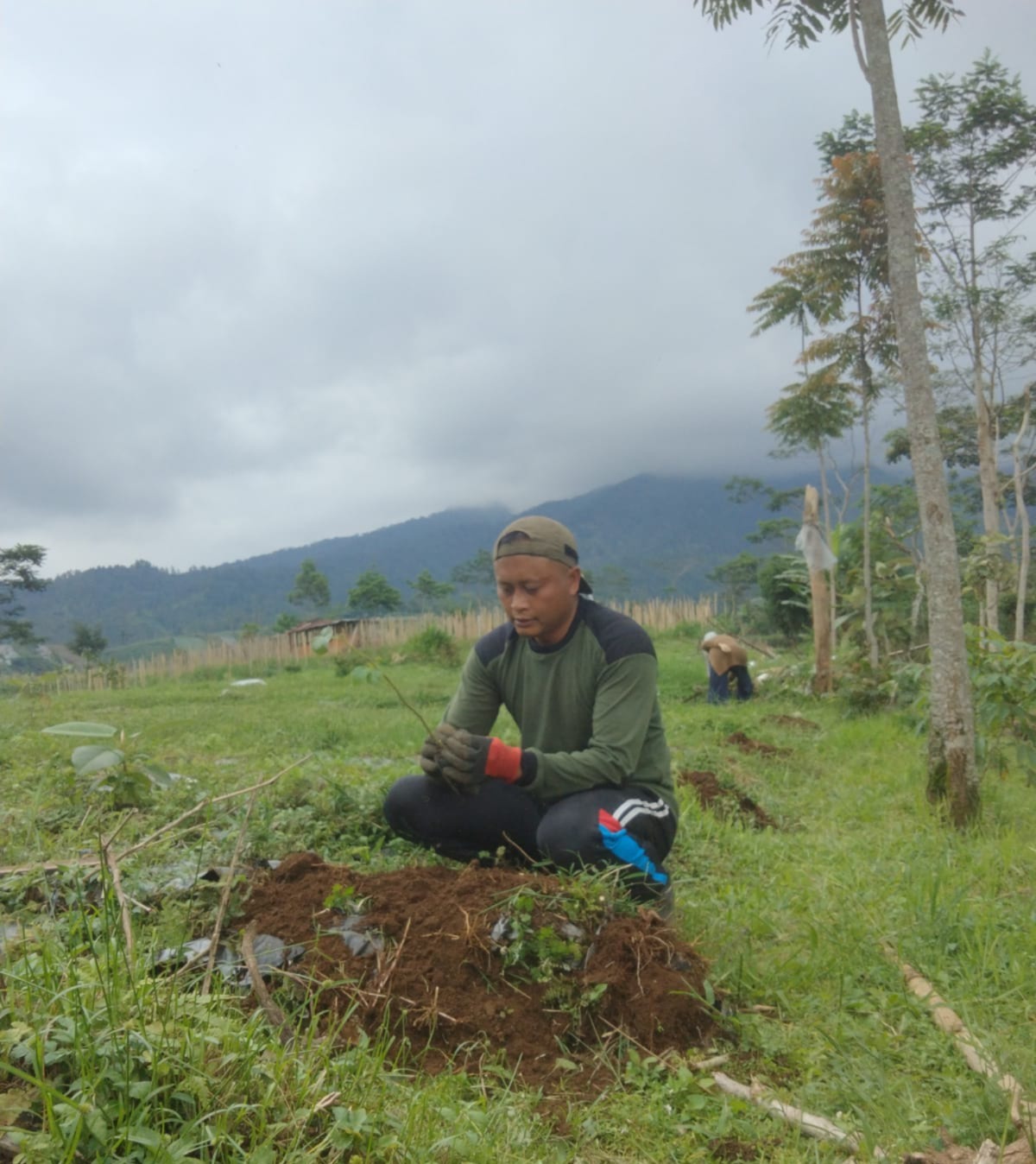 Warga Krinjing menanam pohon di sekitar kawasan hutan.