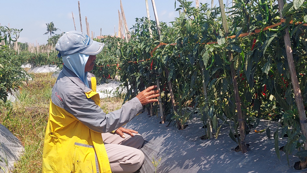 Petani cabai Tegaltemu, Manding, Kabupaten Temanggung Supardi mengecek cabai di lahan pertaniannya, Selasa (29/10). (ADDIN ALFATH/ JAWA POS RADAR MAGELANG)