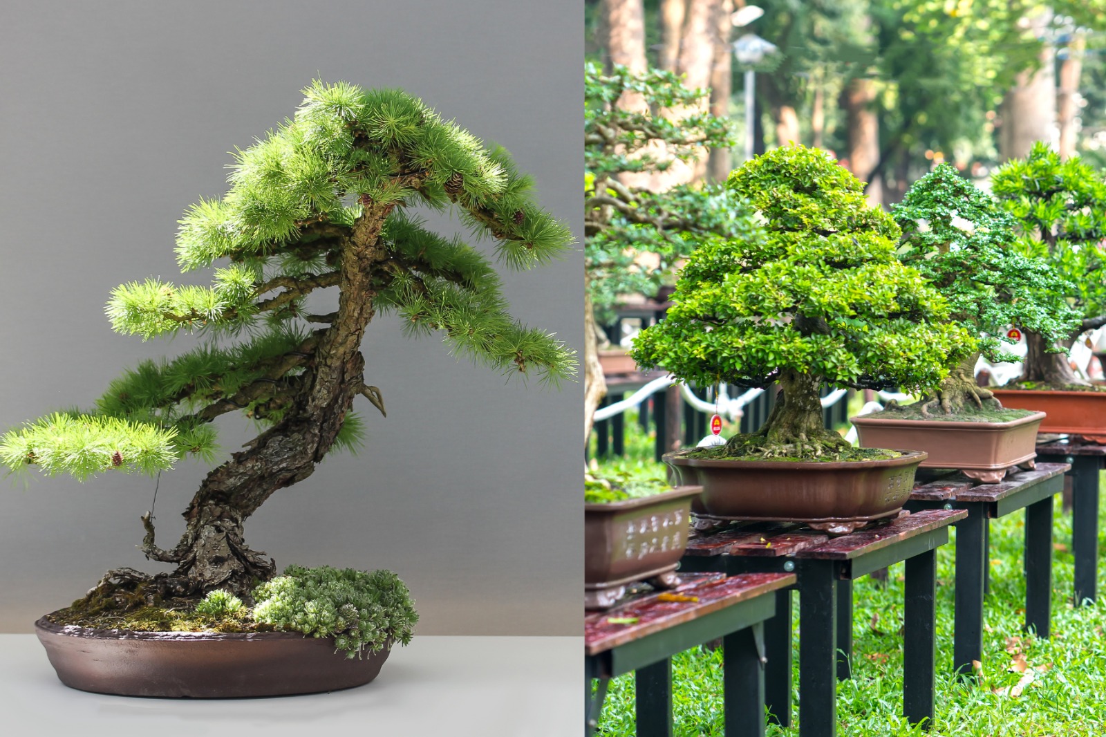 Tips merawat tanaman bonsai untuk pemula