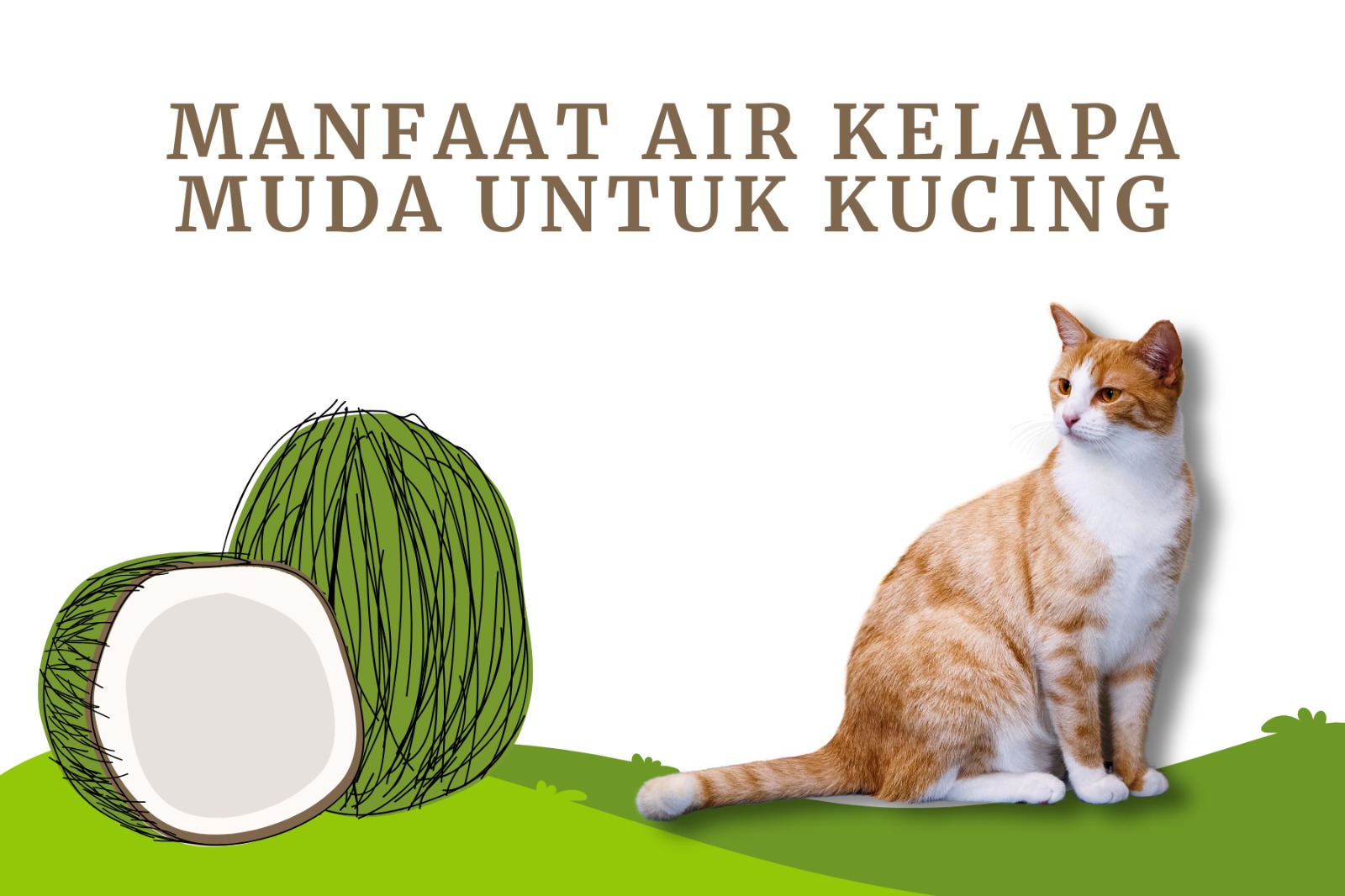 Manfaat air kelapa muda untuk anabul
