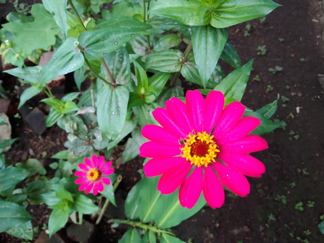 Bunga Zinnia Berwarna Pink