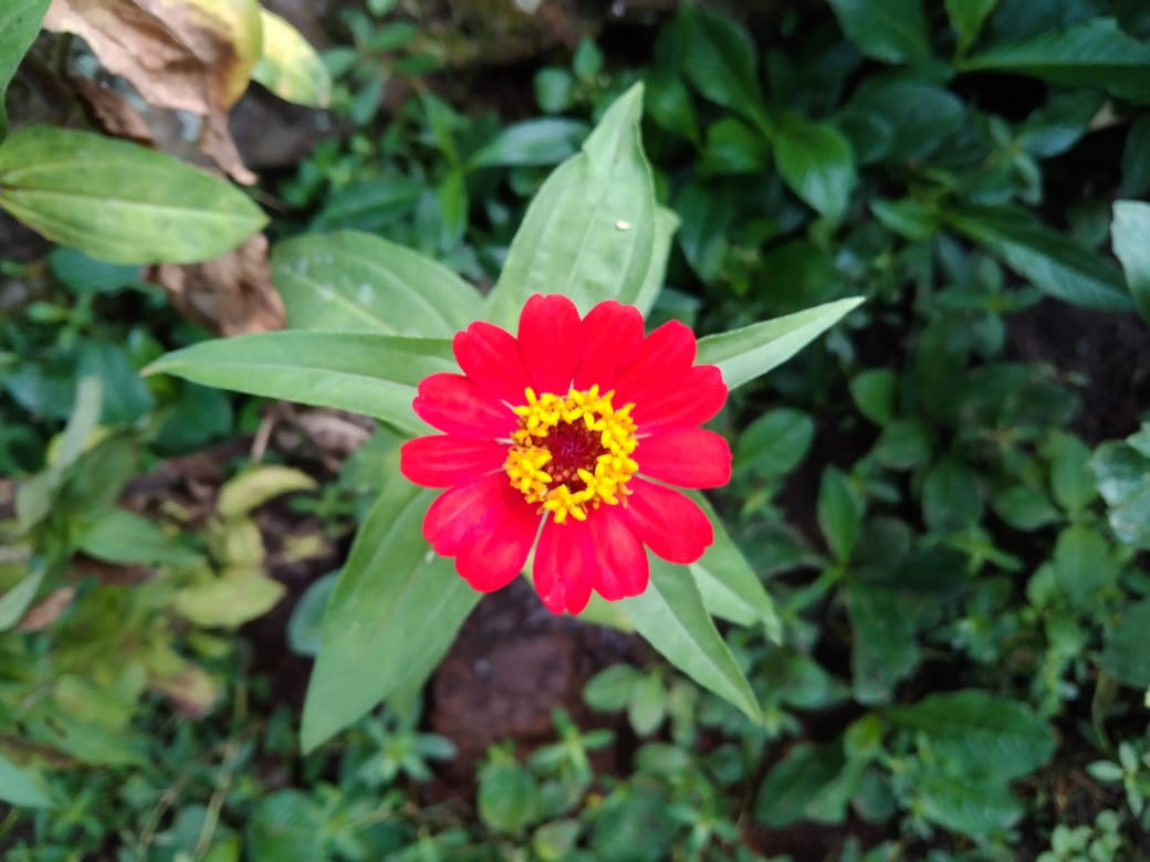 Bunga Zinnia Berwarna Merah