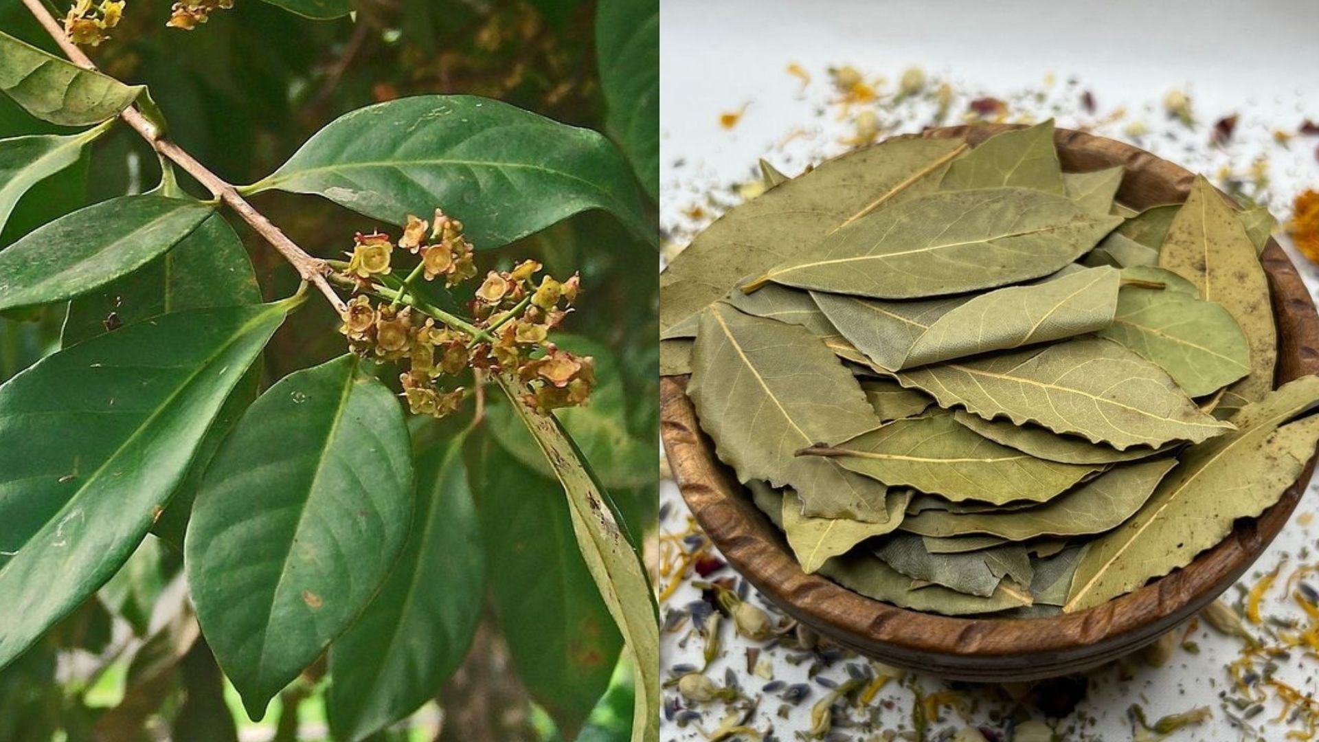 Manfaat dan efek samping daun salam untuk kesehatan dalam pandangan ilmiah