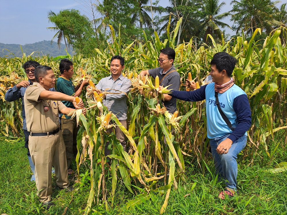 Para petani di Kauman, Desa Salaman, Kecamatan Salaman, Kabupaten Magelang bahagia setelah berhasil melakukan panen jagung perdana di tengah-tengah pergantian musim, Selasa (12/11/2024).