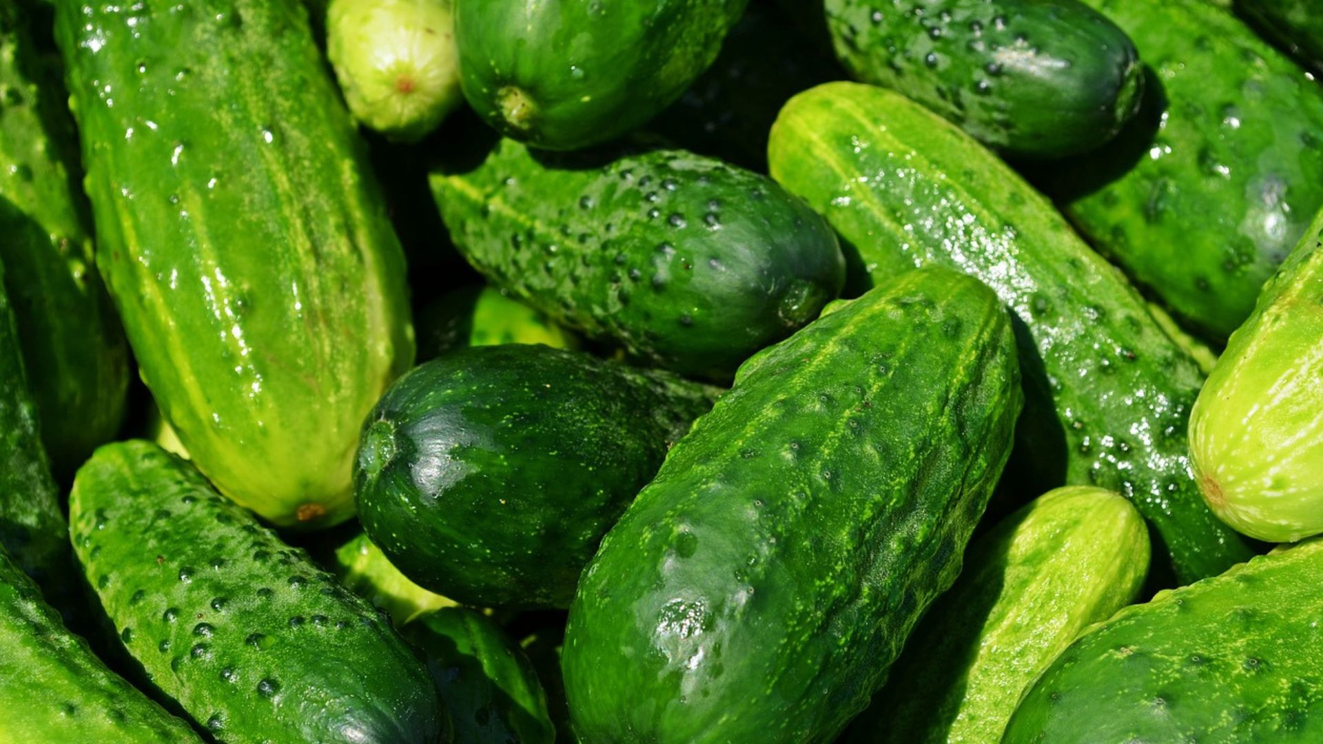 Manfaat timun untuk kecantikan