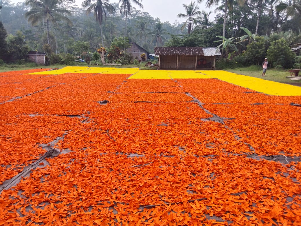 Penjemuran slondok saat cuaca terik