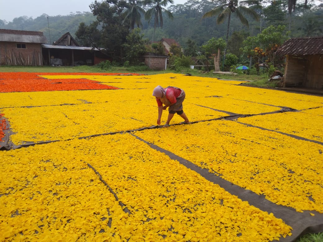Puyur sedang dikeringkan di bawah sinar matahari.