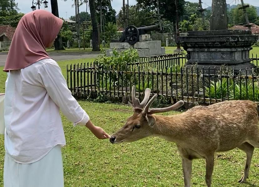 Di Museum Diponegoro kamu dapat memberi makan dan berinteraksi dengan rusa secara gratis lho!
