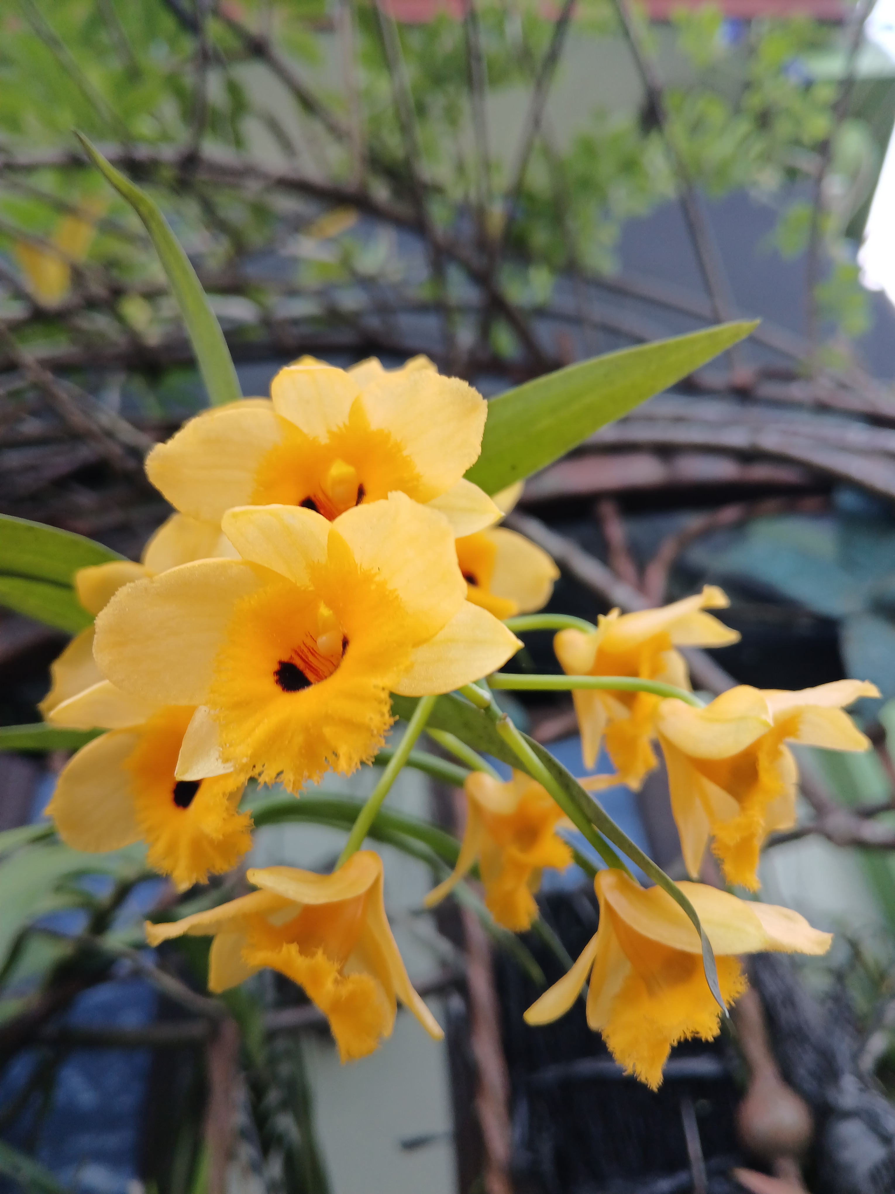 Anggrek dendrobium fimbriatum salah satu anggrek spesies yang bunganya indah.