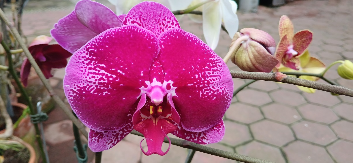 Anggrek bulan hasil persilangan atau hibrida bunganya lebih besar.