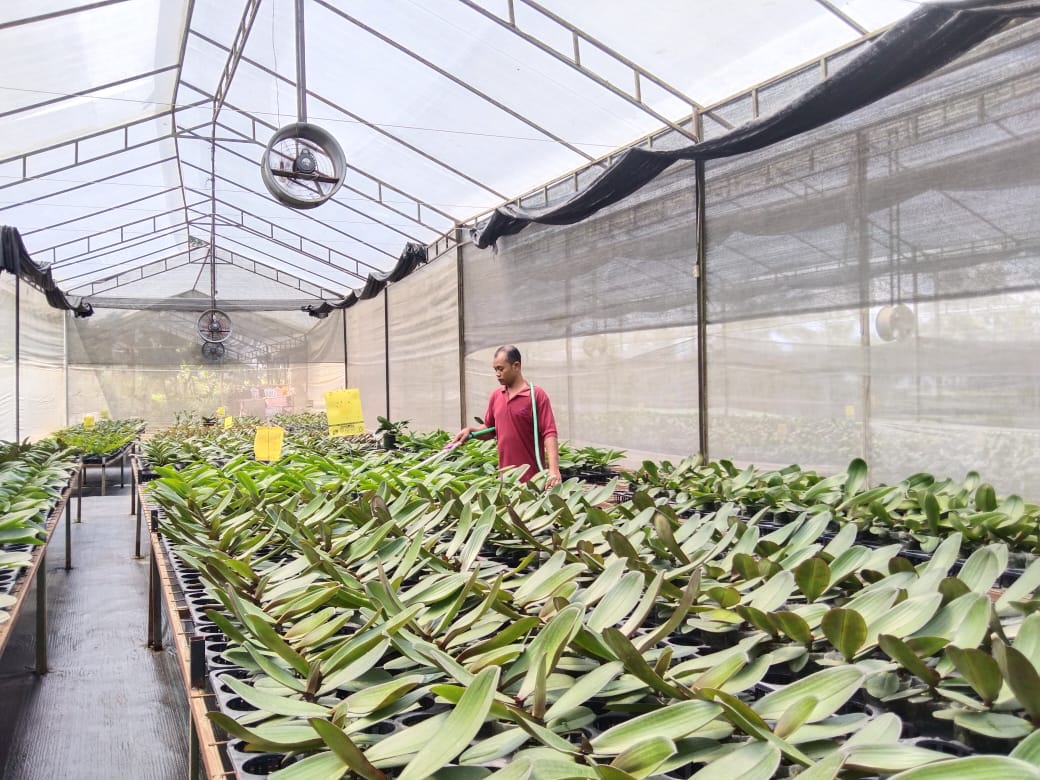 Green house tempat anggrek dibudidayakan di Desa Sidomulyo, Kecamatan Candimulyo, Kabupaten Magelang.