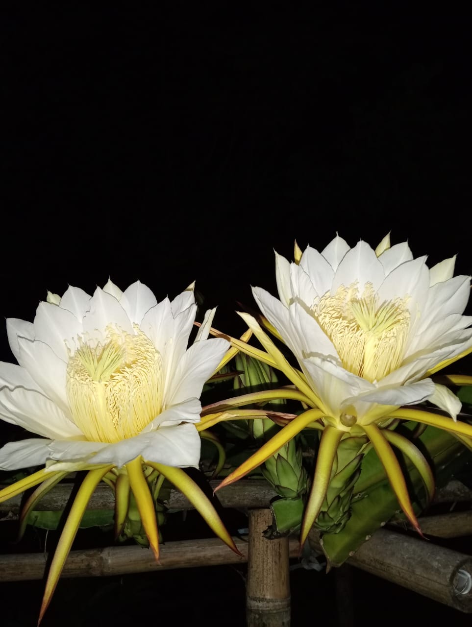 Bunga Buah Naga
