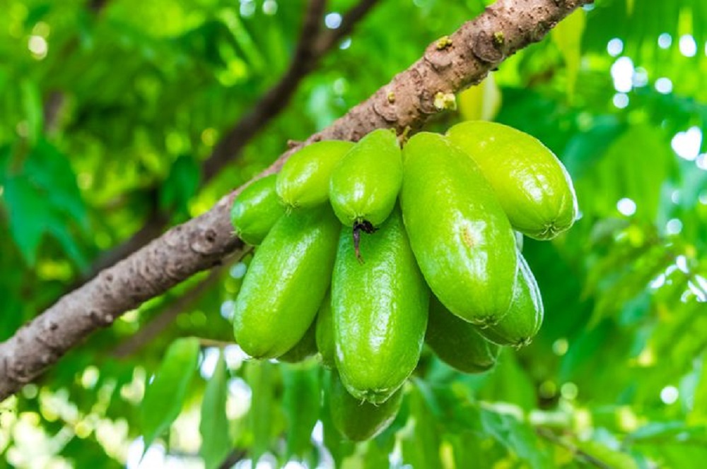 Manfaat belimbing wuluh yang mencengangkan tidak terlepas dari kandungan nutrisi yang melimpah di dalamnya.