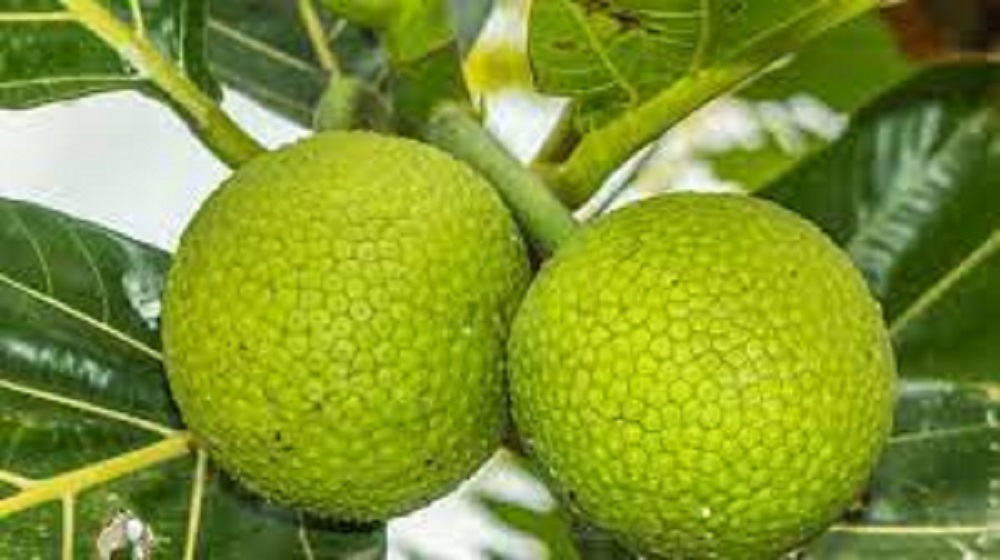 Dikenal karena rasa manisnya dan tekstur daging yang unik, buah sukun kaya akan nutrisi penting yang dapat memberikan berbagai manfaat kesehatan.