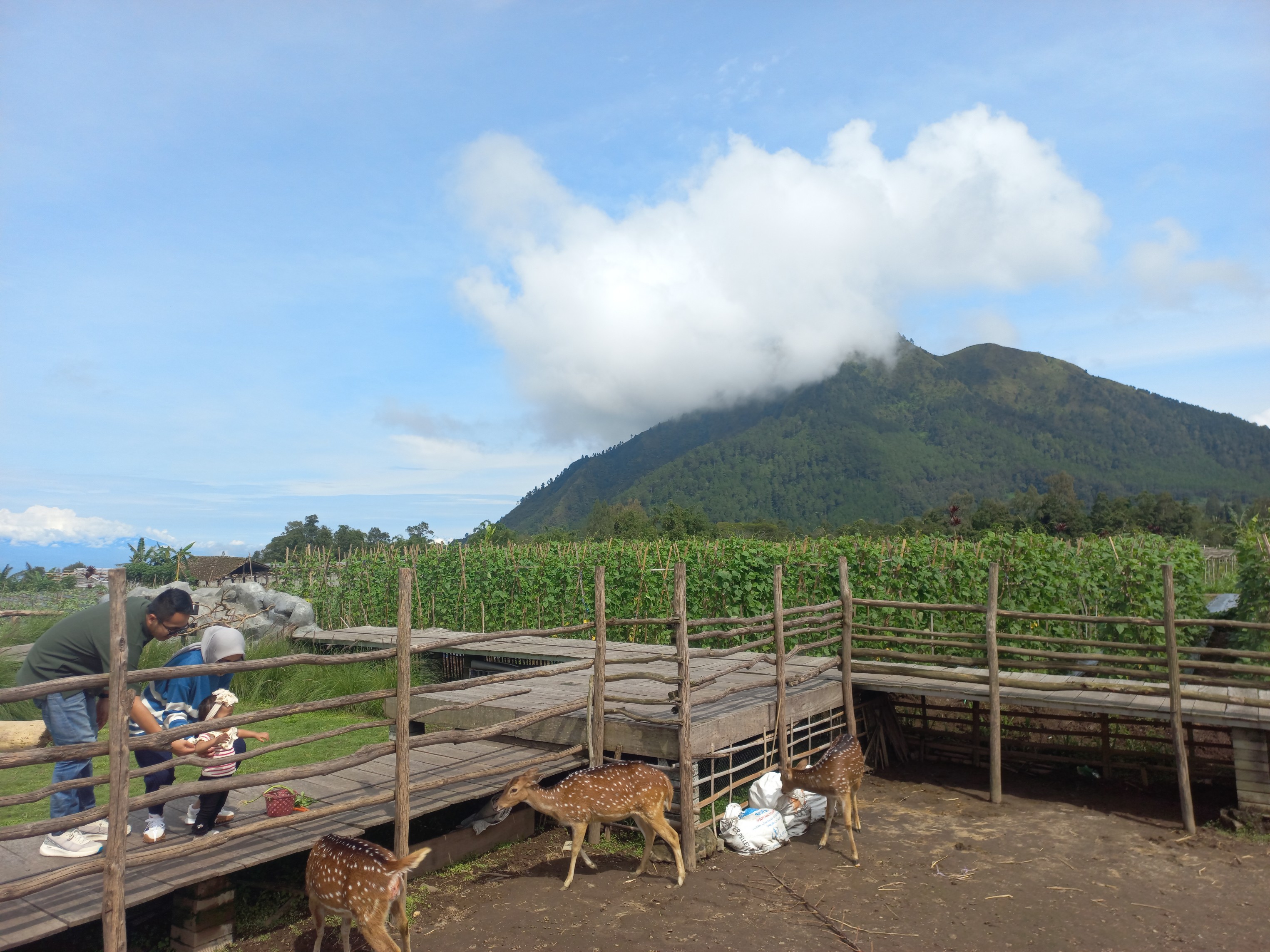 Memberi makan rusa menjadi salah satu aktivitas menarik di Hutan Desa Kragon Madyogondo, Ngablak, Kabupaten Magelang.