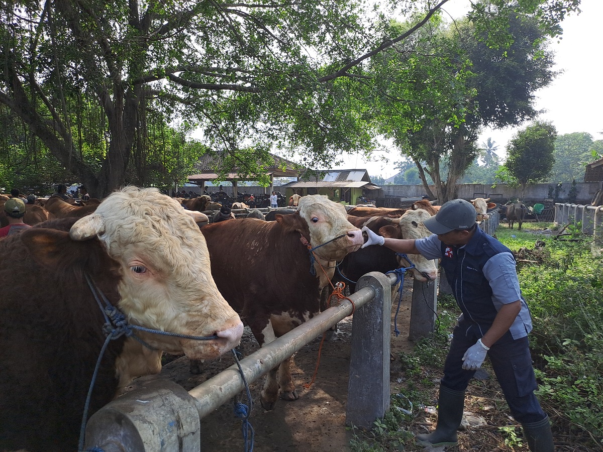 Petugas Dispeterikan Kabupaten Magelang mengecek kondisi sapi di Pasar Hewan Muntilan.