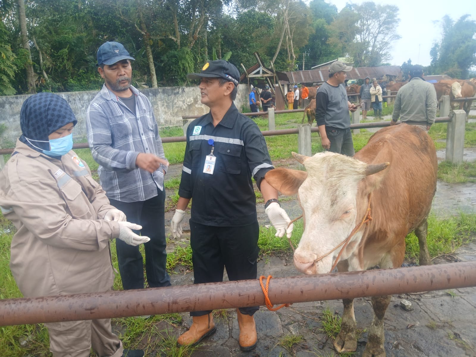 Petugas DKPPP Temanggung saat memeriksa kondisi sapi di Pasar Hewan Ngadirejo, Temanggung.