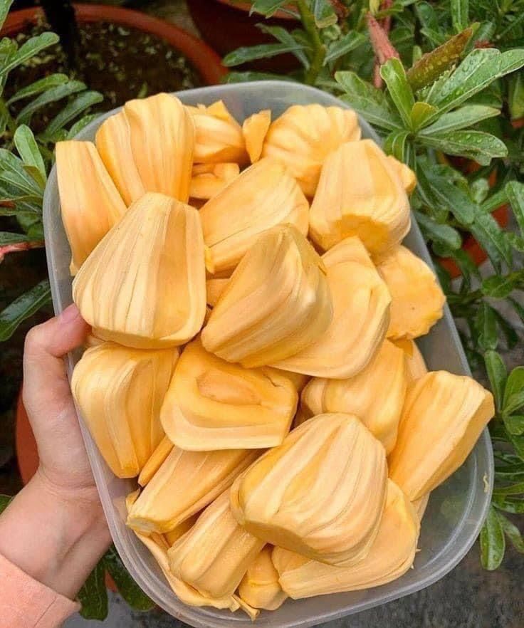Buah nangka tidak hanya enak dan manis, ternyata banyak akan manfaat untuk kesehatan.