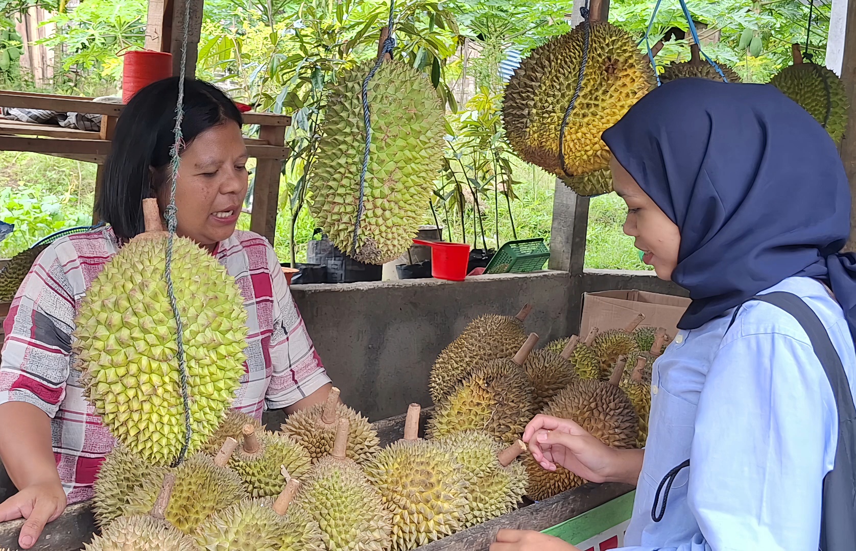 Buah durian di Mantenan terkenal dengan kualitasnya yang spesial.