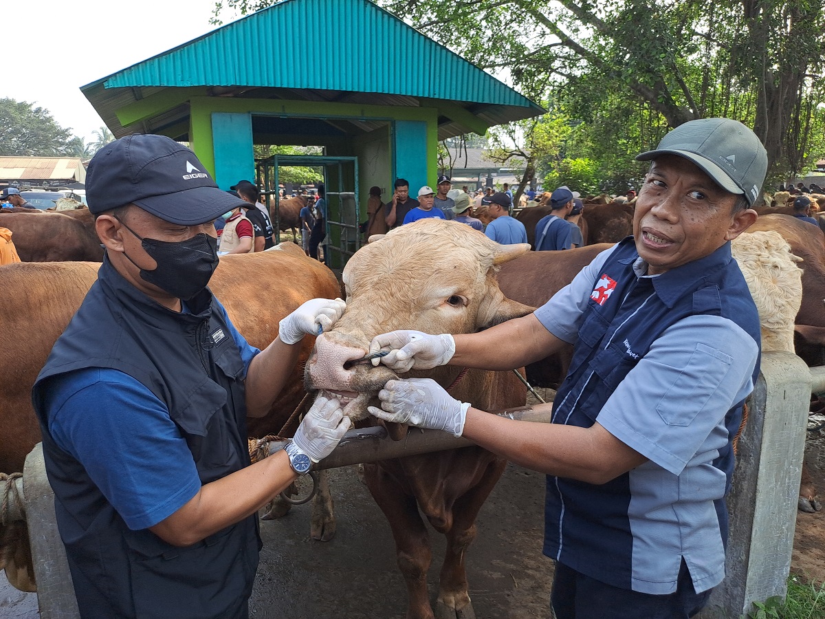 Pemeriksaan kesehatan sapi di Pasar Muntilan, Kabupaten Magelang.
