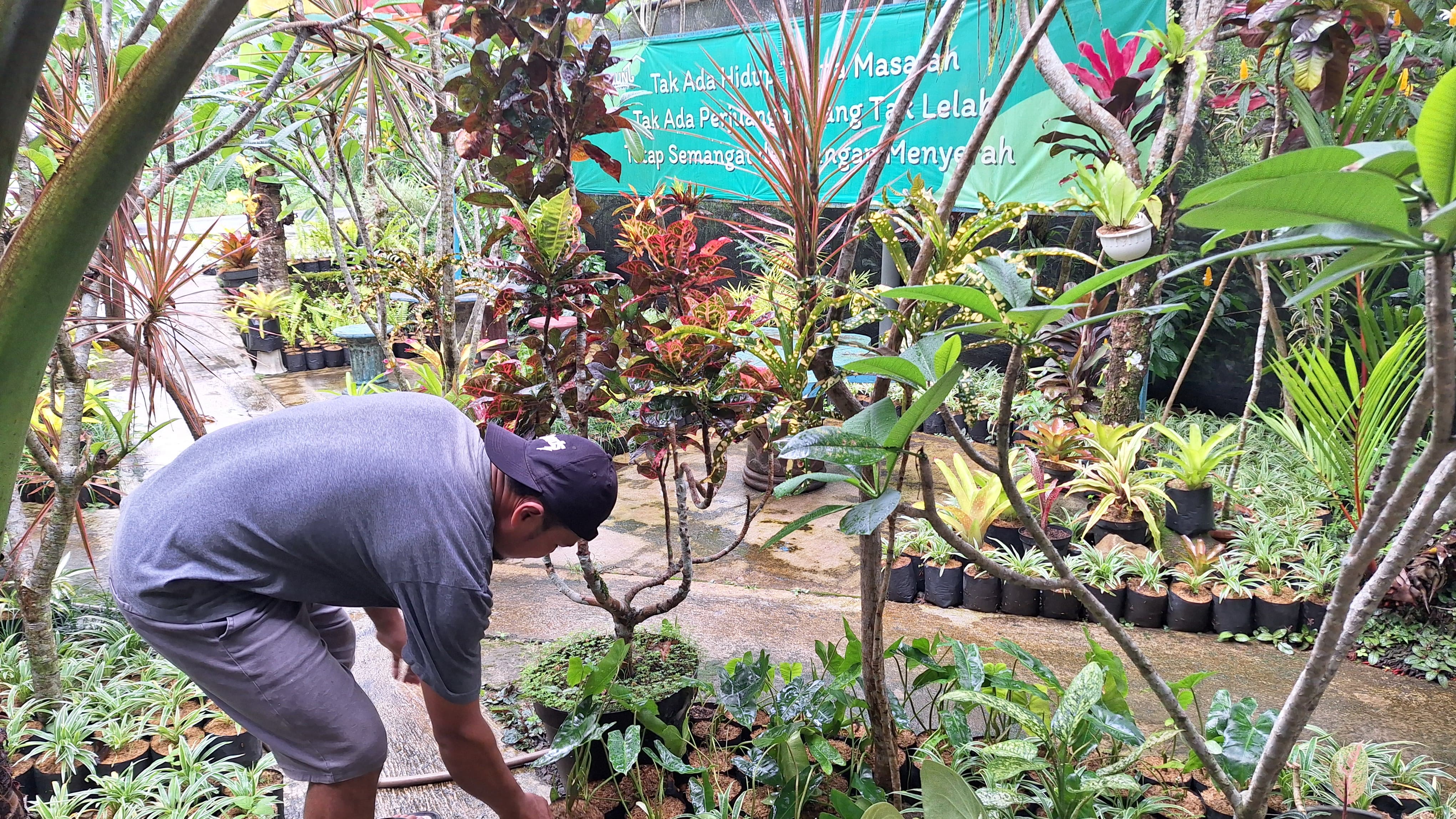 Salah Satu Penjual Tanaman Hias di Desa Bojong