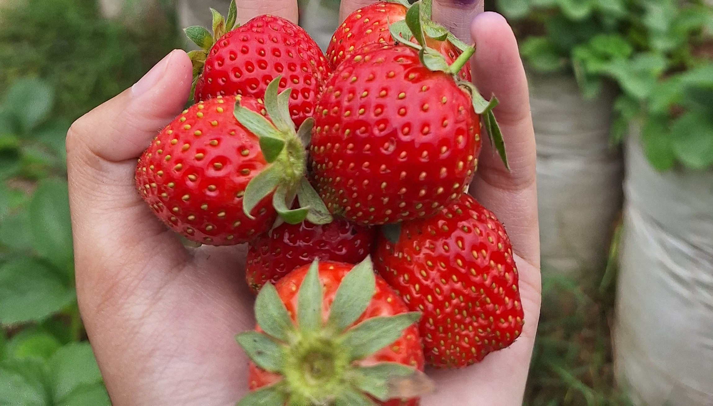Buah stroberi siap makan