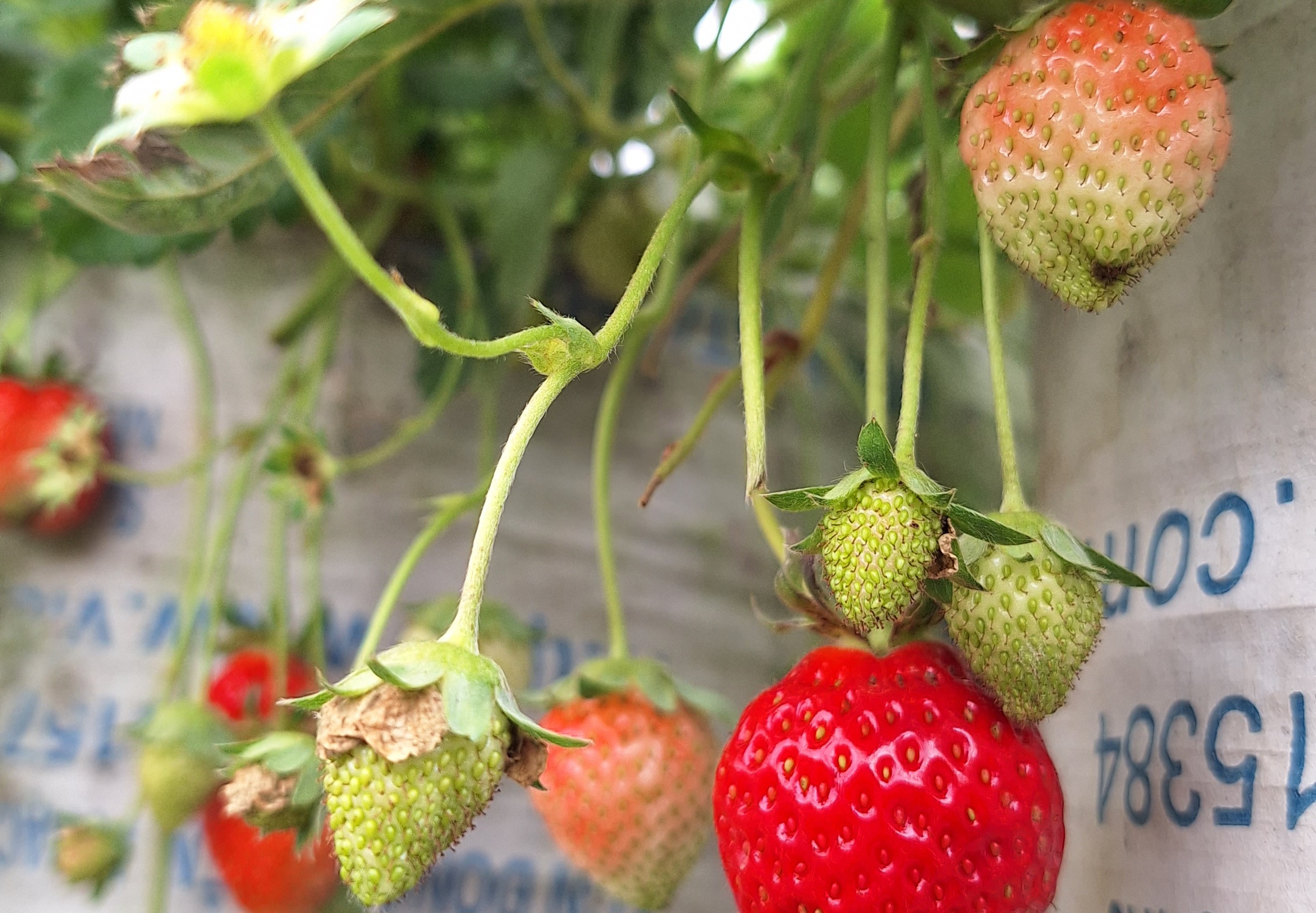 Pohon stroberi dengan buah yang mulai matang sedikit