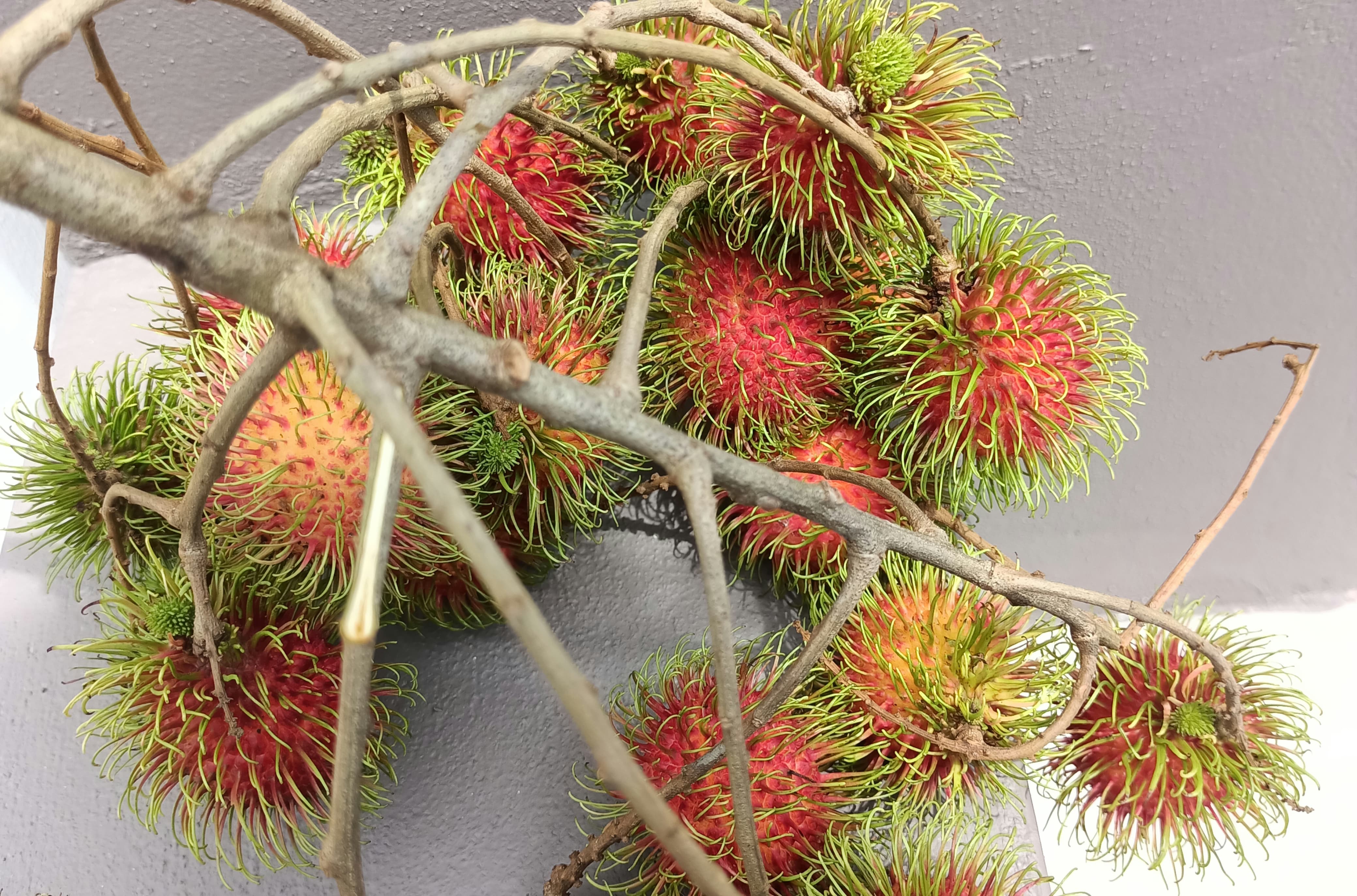 Manfaat buah durian untuk tubuh