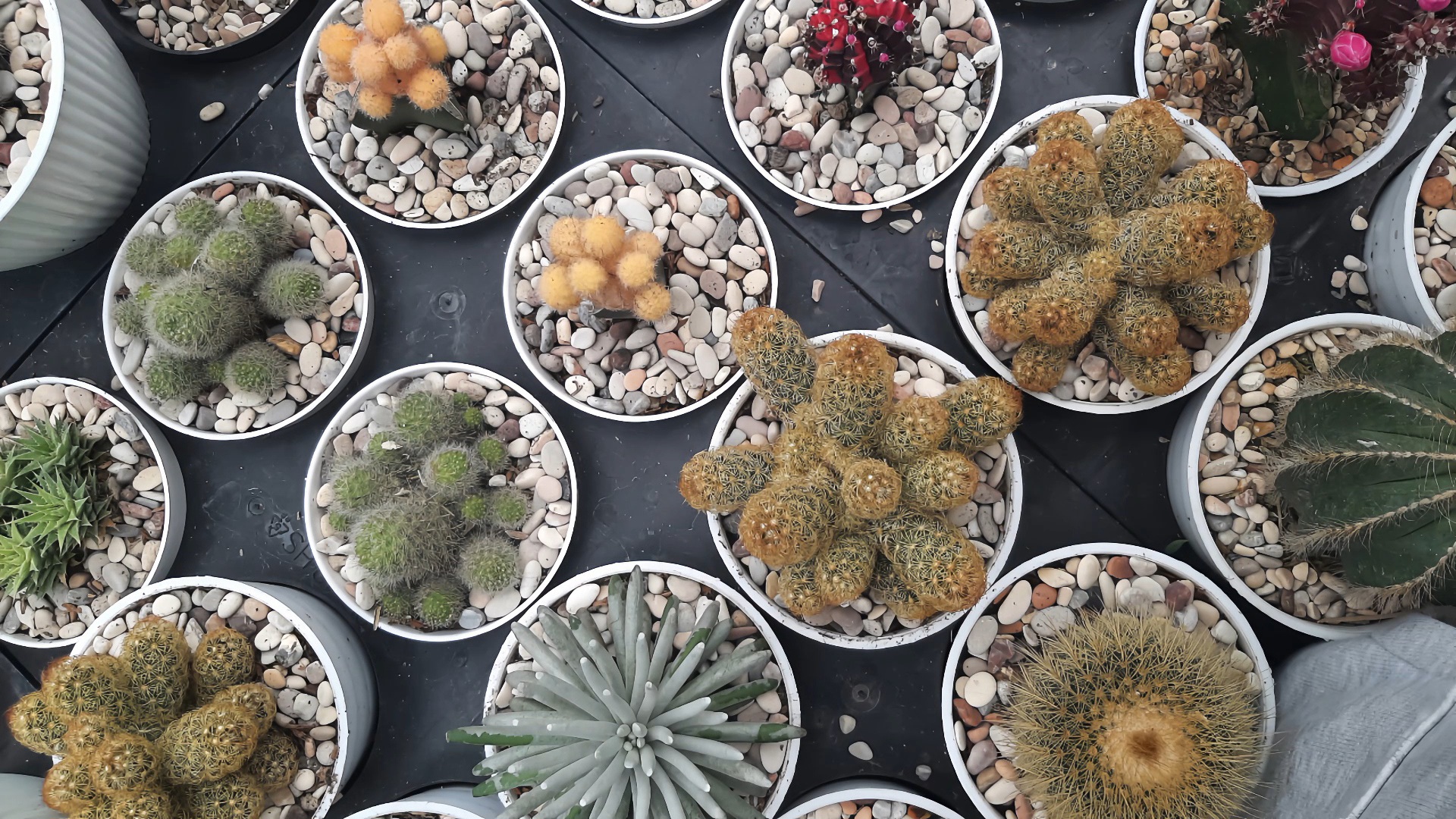 Kaktus mini dalam pot yang perawatannya mudah