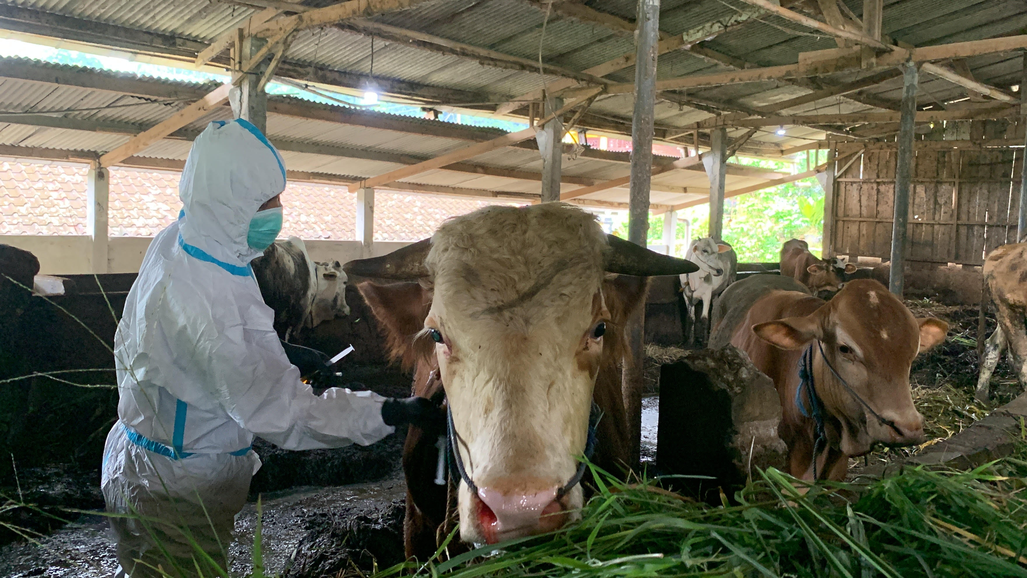 Petugas Puskeswan DKPPP Kabupaten Temanggung melakukan pemeriksaan sapi.