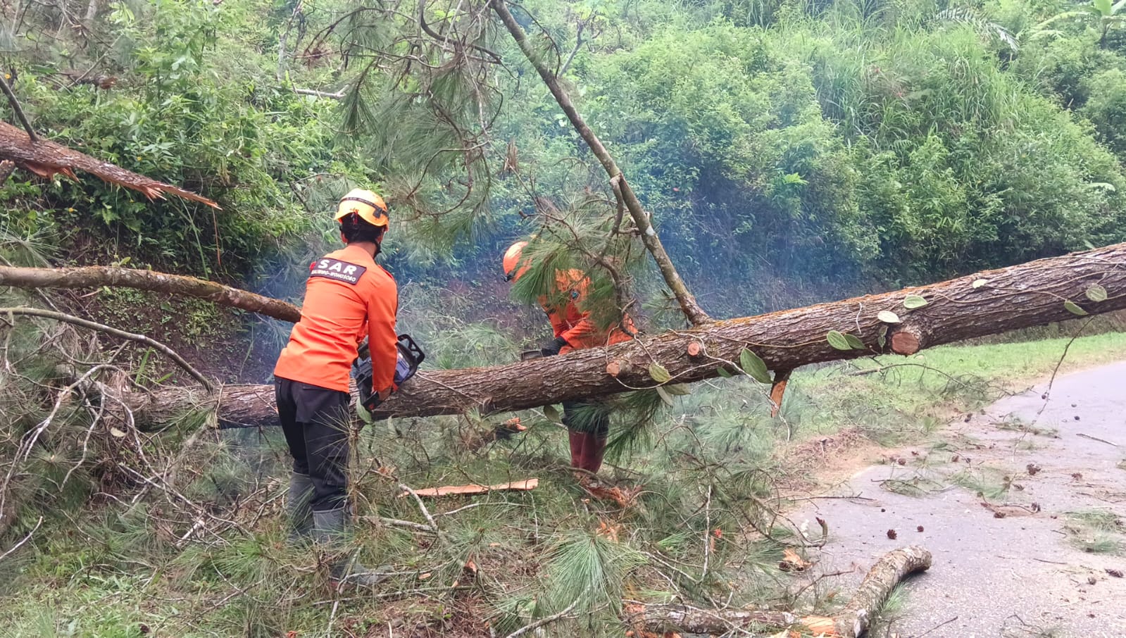 Tim SAR Kaliwiro tengah menangani pohon tumbang di kawasan hutan Dempes Kaliwiro yang menimpa pengendara motor Kamis (30/1/2025).